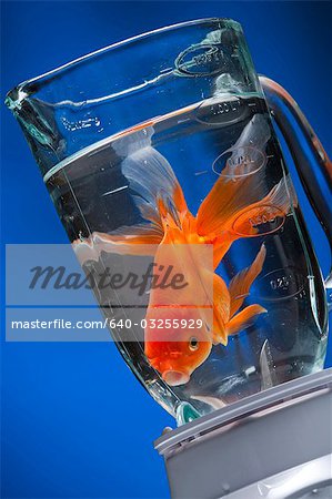 Goldfish in blender with water