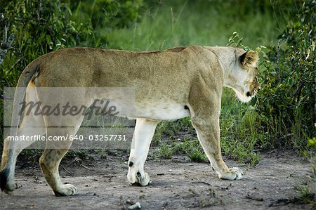 Lion walking, Africa