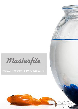https://image1.masterfile.com/getImage/640-03262749em-goldfish-falling-beside-fish-bowl-stock-photo.jpg