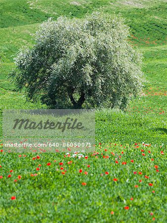 Italy, Tuscany, Tree growing on meadow