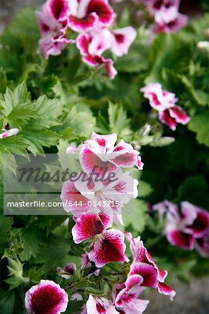 A plant with pink flowers