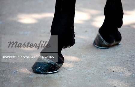 Closeup horse's hooves