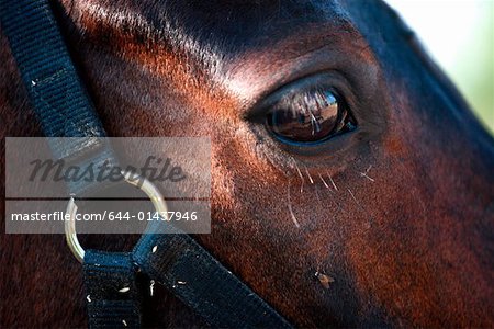 Closeup horse's eye