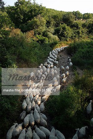 Sheep on a path