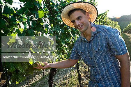 Young man in casual dress in vineyard holding white grapes