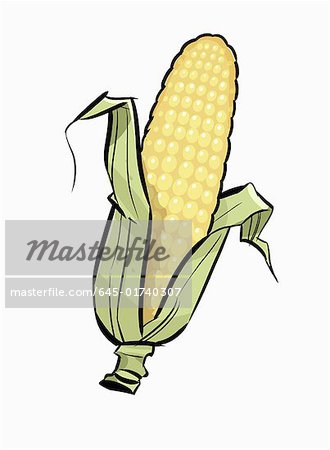 A peeled piece of corn on the cob