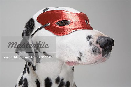 Masked Dalmatian dog