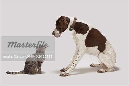 Pointer looking down at cat