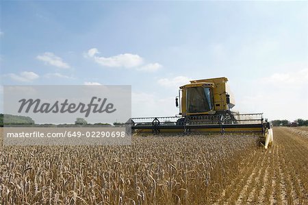 Combine harvester in wheat field