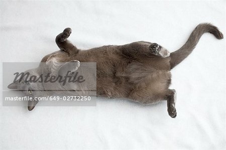 Cat rolling on its back