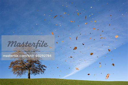 oak tree on hill, falling leaves, autumn