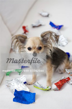 dog with sweet left-overs