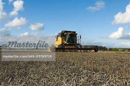Combine harvestor in wheat field