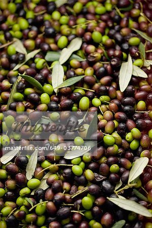 Fresh olives