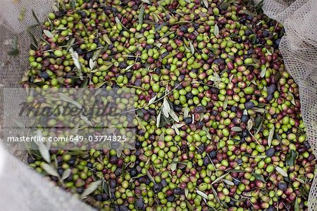 Fresh olives