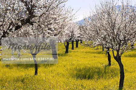 An Almond tree orchard in bloom