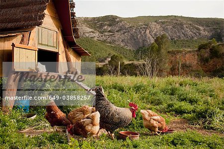 Chickens and hen house in farmyard