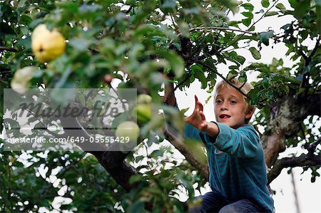 Boy picking fruit in tree