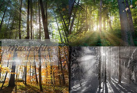 Views of four seasons of forest Views of four seasons of forest