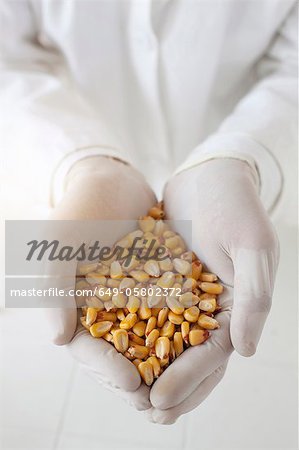 Scientist with handful of corn kernels