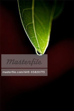 Close up of water droplet on leaf