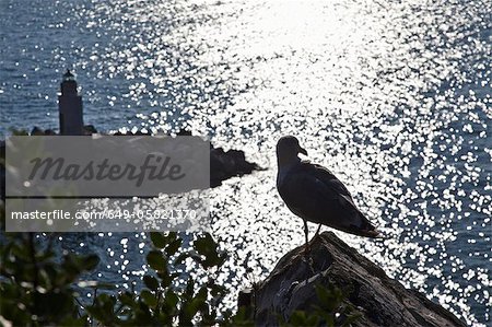 Seagull perched on coastline rock