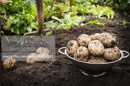 Bowl of unearthed potatoes in garden