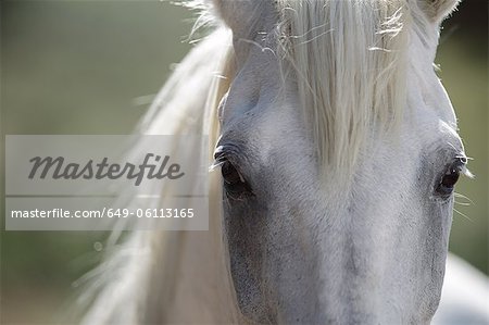 Close Up Of Horses Eyes Stock Photo Masterfile Premium