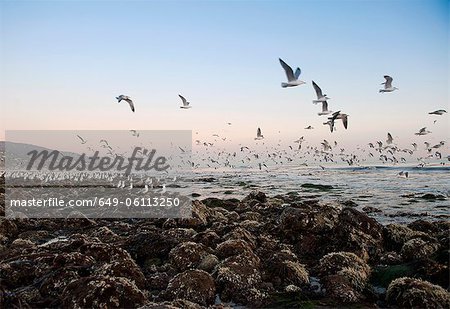 Seagulls flying over Malibu beach, California, USA