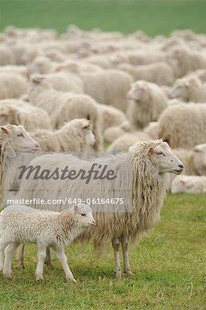 Sheep grazing in grassy field