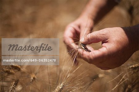 Close up of hands examining wheat stalks