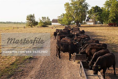 Herd of cows feeding in field