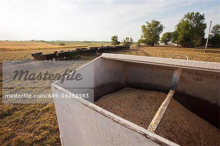 Container of grain on cattle farm