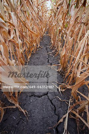 Crack in dry corn field