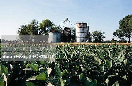 Field of soybeans and grain elevator