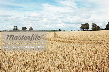 Paths carved in field of tall wheat