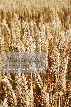 Close up of tall wheat stalks Close up of tall wheat stalks