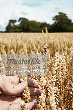 Close up of hand holding wheat stalks