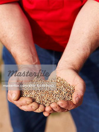 Farmer holding handful of barley seeds