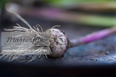Close up of garlic bulbs