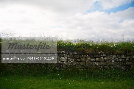 Grass growing on rural stone wall