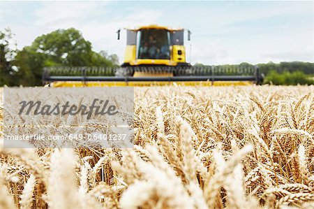 Harvester working in crop field