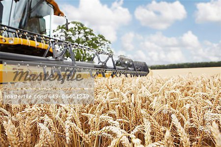 Harvester working in crop field