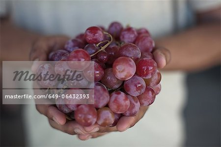 Close up of hands holding grapes