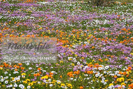 Field of flowers in rural landscape