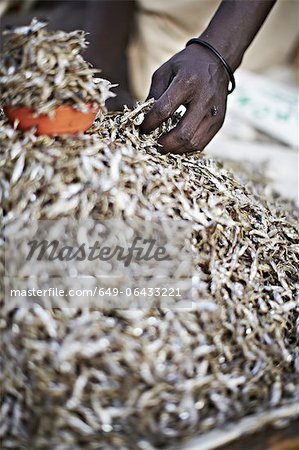 Maasai man picking up a handful of Kapenta fish