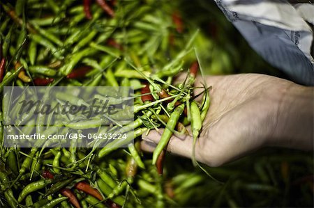 Pile of fresh chilis for sale in market