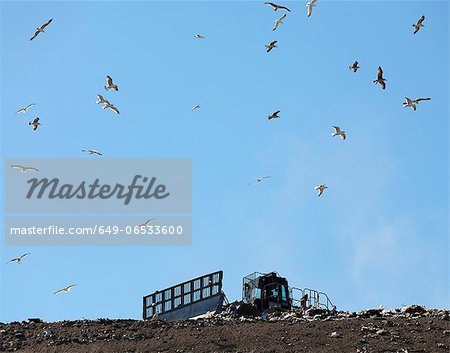 Birds flying over landfill