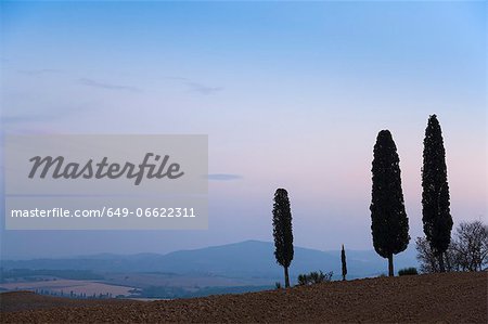 Tuscan cypress trees growing on hill