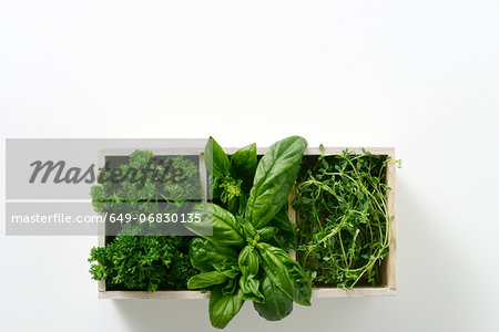 Window box of growing salad leaves